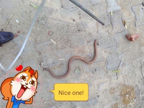 The 6 Most Venomous Snakes in India