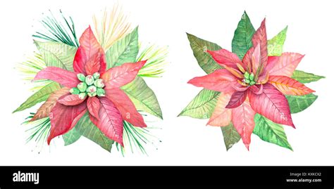 Poinsettia Botanical Drawing