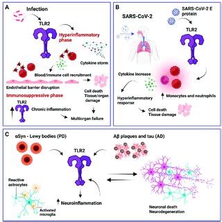 Simplified overview of TLR2 involvement in several relevant ...