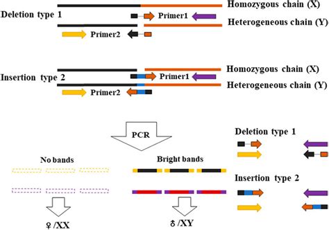 Frontiers Exploration Of An Xxxy Sex Determination System And