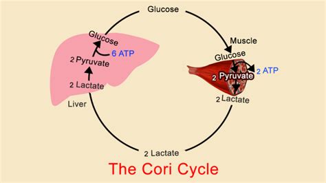 Cori cycle: Introduction, Steps, Regulation, and disorders