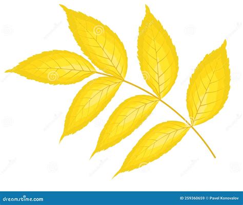 Ash Tree Leaf Stock Vector Illustration Of Natural 259360659