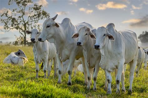 Tipos De Instala Es De Confinamento De Vacas Leiteiras E Suas