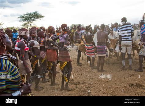 Bull-jumping ceremony Hamer Tribe, Ethiopia Stock Photo - Alamy