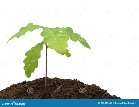 Oak tree seedling isolated stock photo. Image of closeup - 210809684