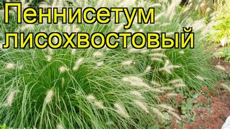 Пеннисетум лисохвостовый. Краткий обзор, описание характеристик, где ...