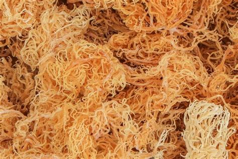 These Are The Health Benefits Of Sea Moss — And A List Of Black Owned