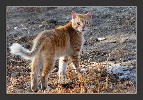 Corsican Wild Cat. Descendant of feral domestic cats that naturalized ...