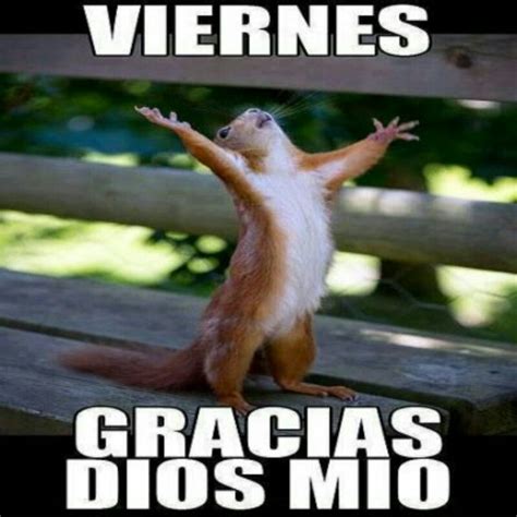 Viernes Funny Animal Memes Happy Squirrel Laugh