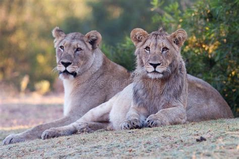 Leões De Acoplamento No Savana Em África Reserva Selous Do Jogo Do