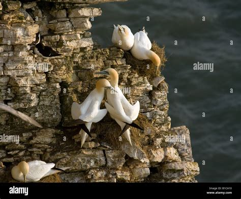 Nesting gannets at Bempton Cliffs Stock Photo - Alamy