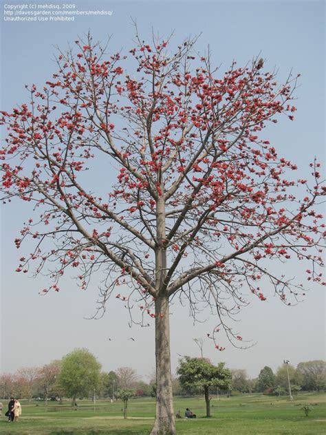 Plantfiles Pictures Bombax Species Kapok Tree Red Silk Cotton Tree