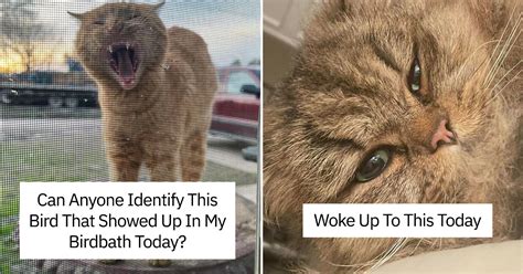 30 Funniest Cat Pictures Shared In The My House Not My Cat Online Group