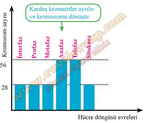 10 Sınıf Biyoloji Kavram Öğretimi Kitabı Cevapları Sayfa 14