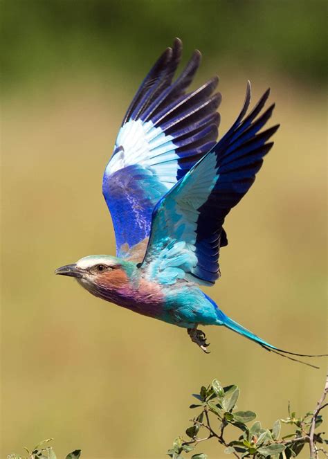 23 Lilac Breasted Roller Facts (Coracias caudatus) | JustBirding