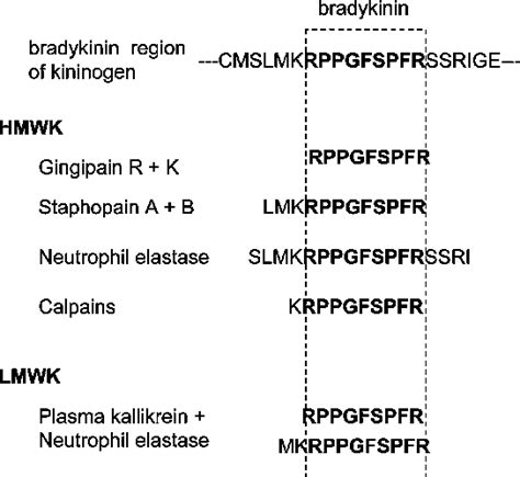 Figure 2 from Activation of the kallikrein-kinin system and release of new kinins through ...