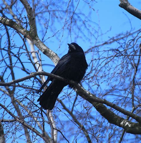 Edit free photo of Bird nests,crow,nests,crow's nests,birds - needpix.com