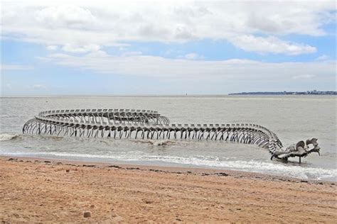 The Skeleton Of A Giant Sea Snake Washes Ashore In France Neatorama