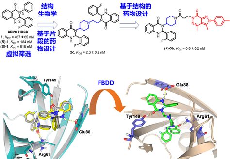 结构生物学导向设计新型KRAS PDEδ蛋白 蛋白相互作用的小分子抑制剂 X MOL资讯