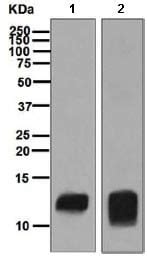 Recombinant Anti-PF4 antibody [EPR7762] (ab129090) | Abcam