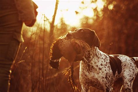 Hunting Dog Profile: The Beloved, Athletic German Shorthaired Pointer | GearJunkie