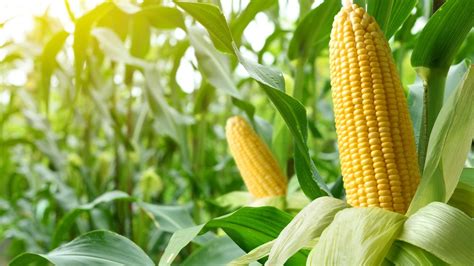 Corn Is A Fruit But Its Also A Grain And A Vegetable
