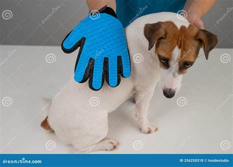 Veterinarian Combing A Jack Russell Terrier Dog With A Special Glove