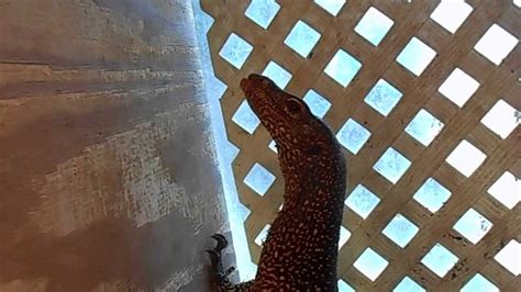 Fastest Hand Feeding A Monitor Lizard Youtube