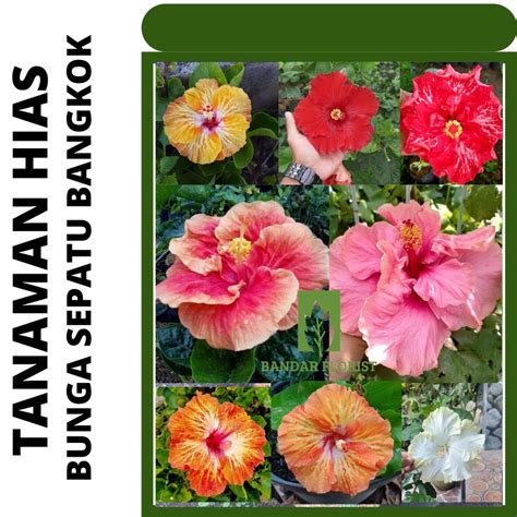 Jual Bunga Sepatu Bangkok Tanaman Hias Hibiscus Sepatu Banyak Warna