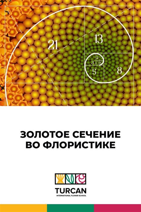 Как использовать золотое сечение флористу | Золотое сечение, Флористика ...