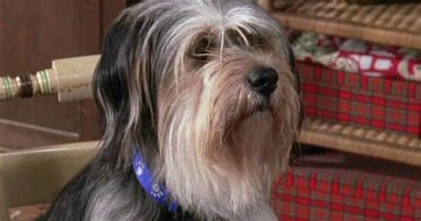 Gilmore Girls Is Bringing Back Lorelai's Dog Paul Anka