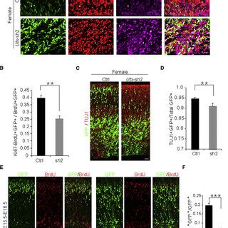 Utx Knockdown Inhibits Neural Differentiation In Vivo A Knockdown Of