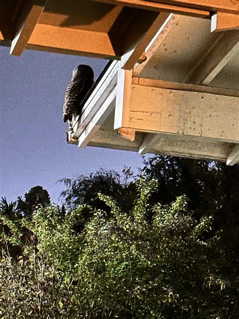 Owl! : r/Eugene