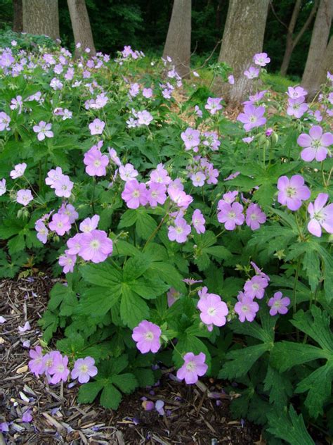 Geranium Maculatum Stonehouse Nursery