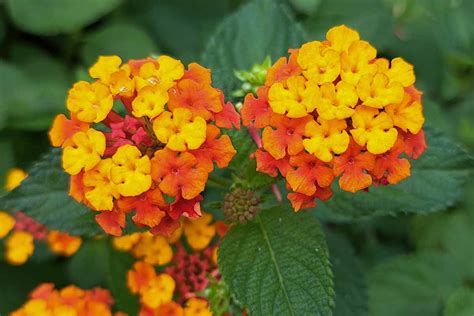 How To Grow And Care For Lantana Flowers Gardeners Path