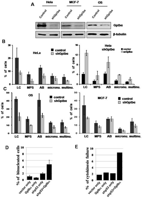 A Immunoblots Of Hela Mcf 7 And Os Whole Cell Extracts From Shrna