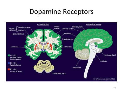 Neurotransmitter - Dopamine