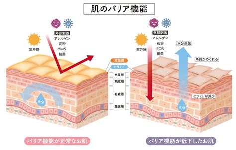 セラミドとは？セラミドの効果と種類、成分名を徹底解説 ヘアハピ