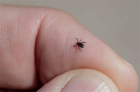 Carrapatos Em Casa Saiba Os Perigos E Como Se Livrar Deles Dicas