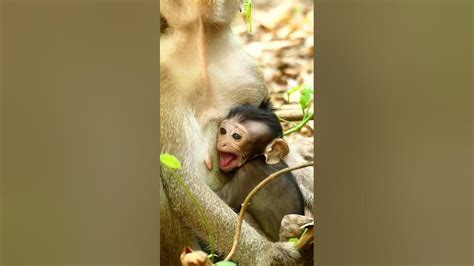 What Spring Mistreat Baby Monkey Jojo Cry Sound Loudly Calling Mom