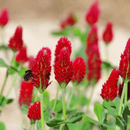 Crimson Clover Seeds - Natural Seed Bank