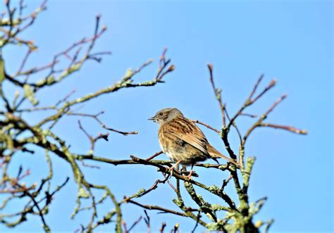 Vogel Heckenbraunelle Singvogel Kostenloses Foto Auf Pixabay