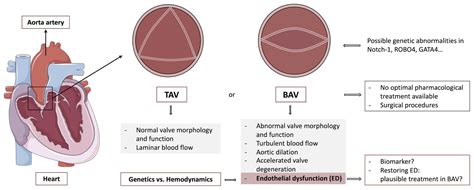 Bicuspid Aortic Valve