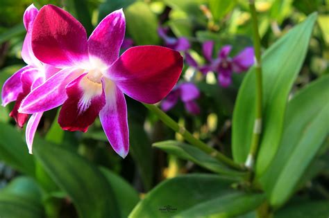 Orchid Flower Free Photo On Pixabay Pixabay