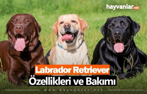 Labrador Retriever Zellikleri Ve Bak M Hayvanlar Net