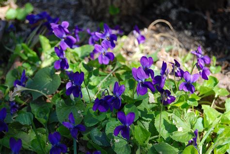 Violets Plants Garden