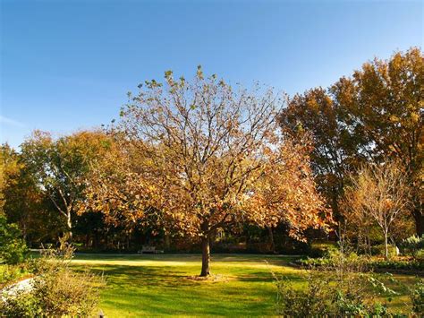 Autumn at the Dallas Arboretum, Dallas Arboretum, Fall Leaves, Fall ...