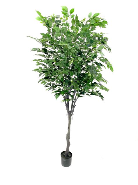 Ficus Trees 80″