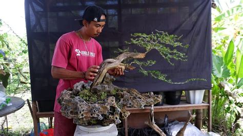 Membuat Bonsai Sisir YouTube