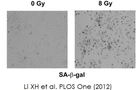 Beta Galactosidase Staining Kit Ab Abcam